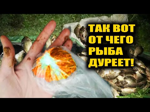 ВОТ ОТ ЧЕГО ДУРЕЕТ РЫБА! ЗНАЛ БЫ РАНЬШЕ! Подводная съемка. Реакция рыбы цикорий
