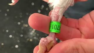 Sion Isabel 701