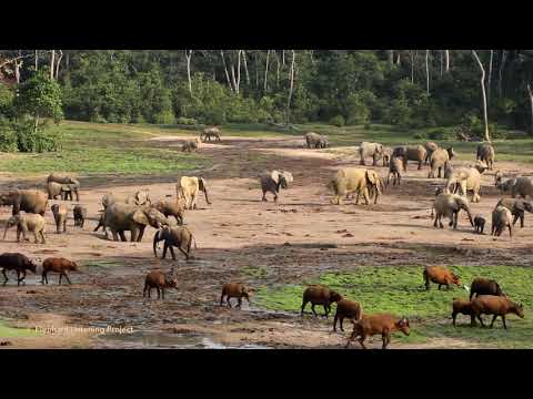 AI and Elephants: Sounds From Dzanga Bai - AI and Elephants: Sounds From Dzanga Bai