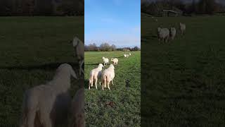 SHEEP symbolize a desire to belong to a group or an environment #totem #animalshorts #group #sheep
