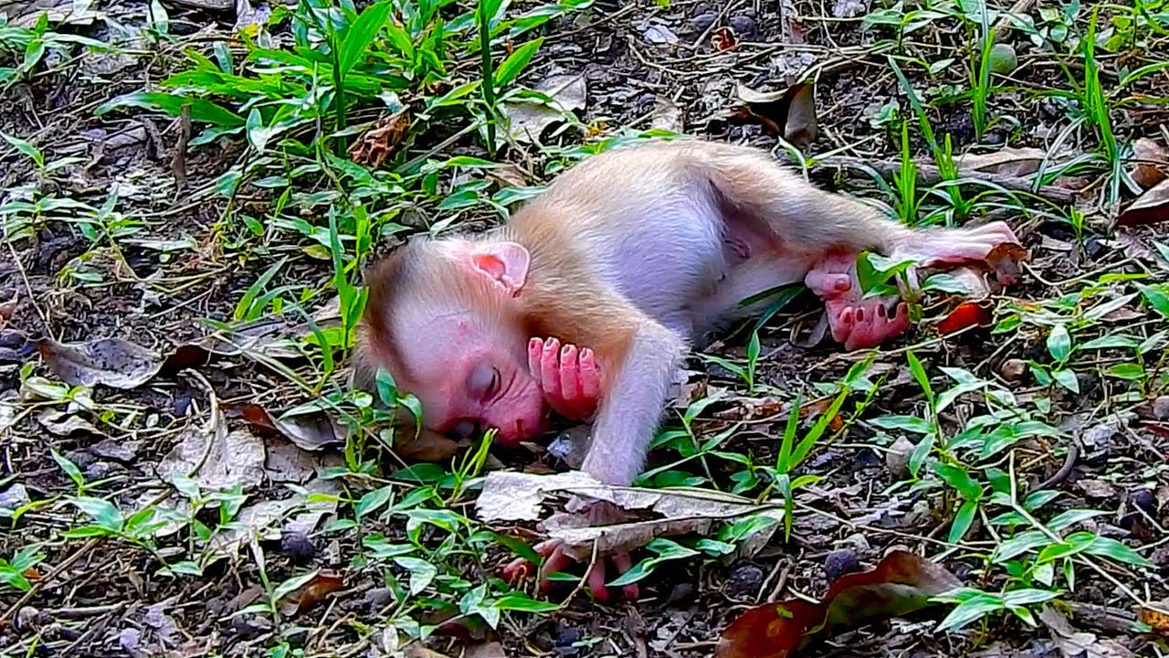 Baby LYNX monkey is so tired that he falls asleep coz Luna train long
