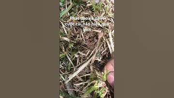 Phát cỏ.bằng dao hiệu quả hơn.hay phát cước hiện quả hơn.