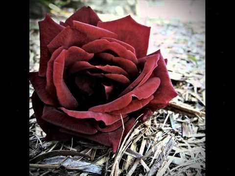 Lover's Lullabye / Dynamic Five(1978) - YouTube