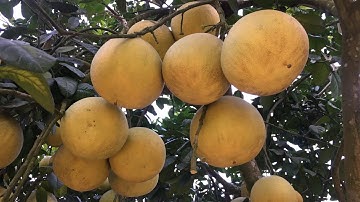 Bưởi xân vân Vườn bưởi cát quế 142 triệu #freesky