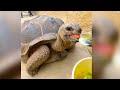 #asmr#amazing#giant#turtle# famous reptileinjapan#shortsvideo#viral