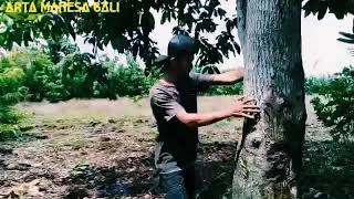 VIRAL,, 80JT!!! KOMEDI ARTA MAHESA APEM 80JT