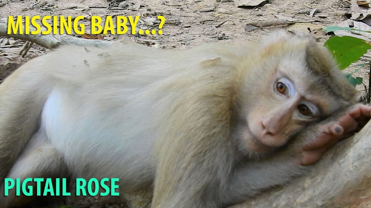 Breaking news!What Problem With Pigtail Rose Monkey?|Pity Rose Monkey Missing Her Baby In Her Belly