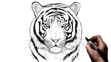 How To Draw A White Tiger | Step By Step |