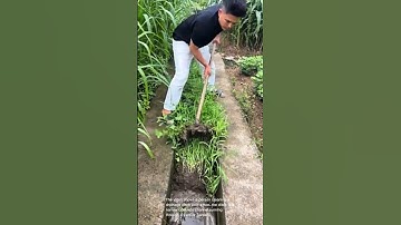 Ditch cleaning: clearing a drainage ditch with a hoe
