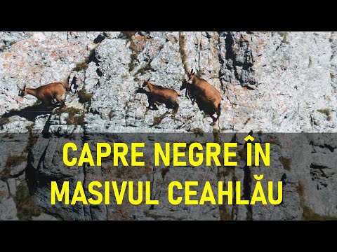 Capre Negre în Masivul Ceahlău / Alpine chamois (black goats) on Ceahlau Massif