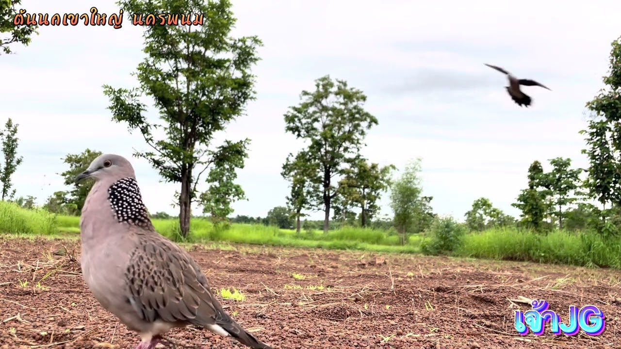 นกเขาใหญ่ต่อดิน [เจ้าJG] EP14 ดึงตัวหมายแบบดุๆ คลิปเต็มๆ ตั้งแต่ปล่อยหางครับ