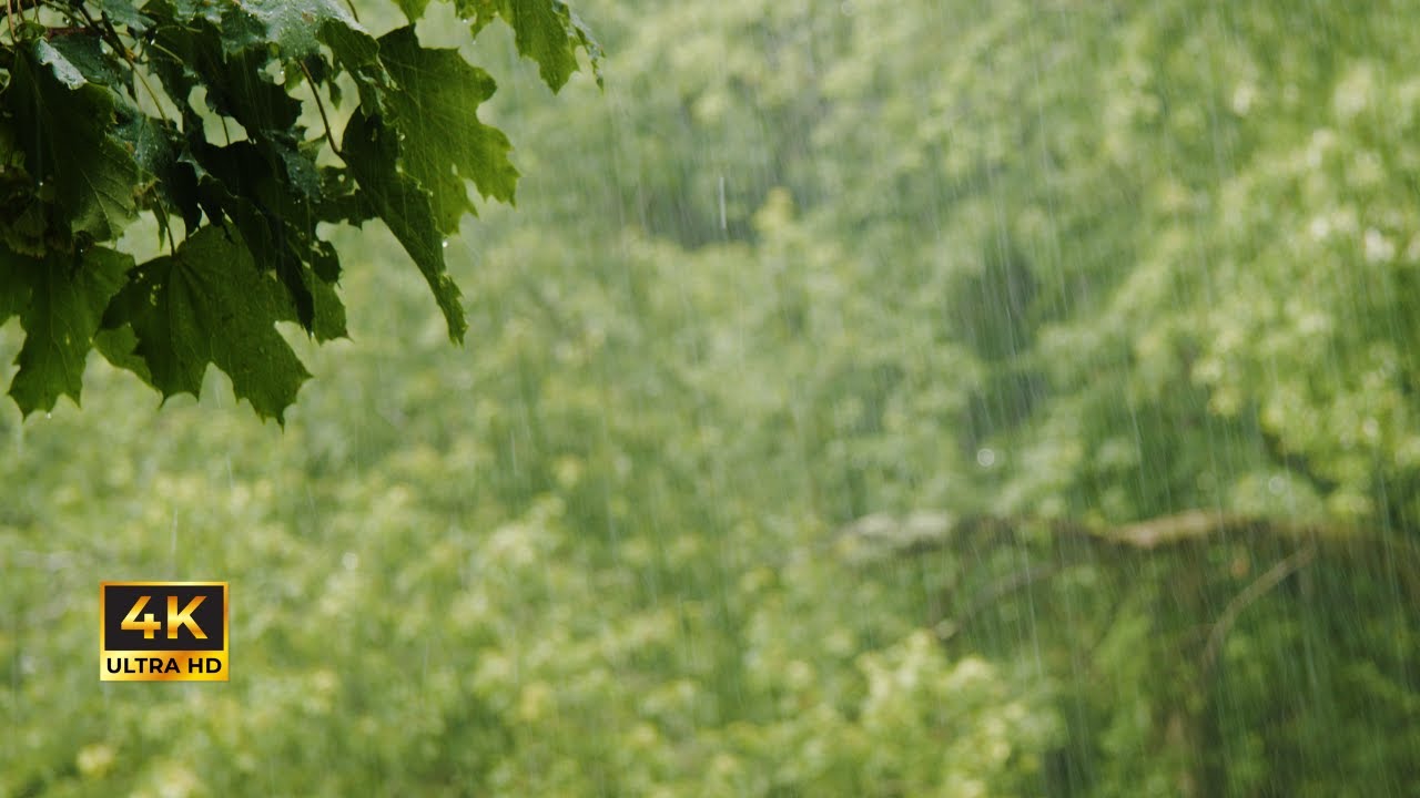 Summer Storm | 5 Minute Rain & Thunder Sounds for Relaxation ...