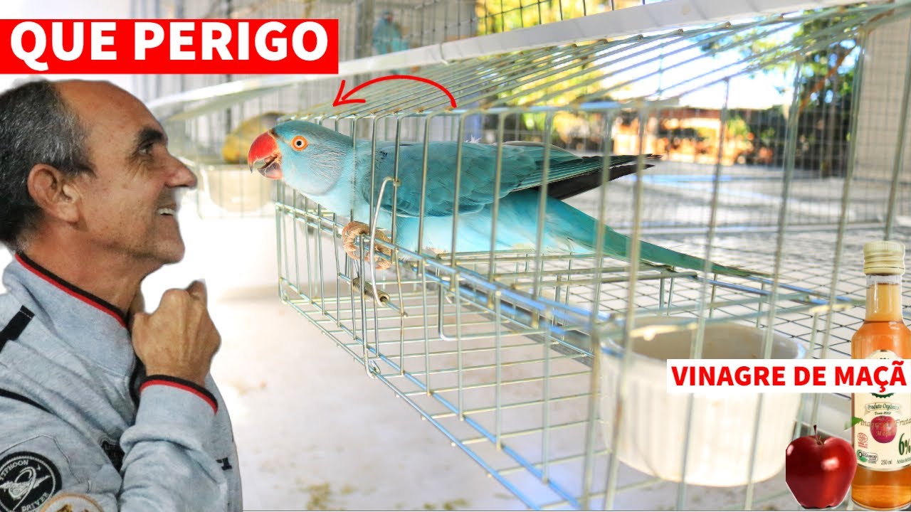 PROBLEMAS COM COMEDOURO EXTERNO I SUAS AVES PRECISAM DISSO