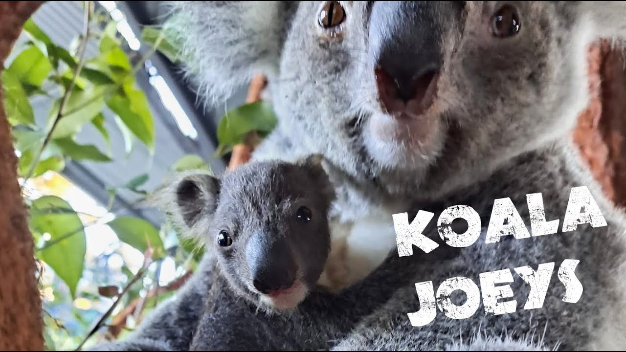 Koala Joeys Pap Feeding Youtube