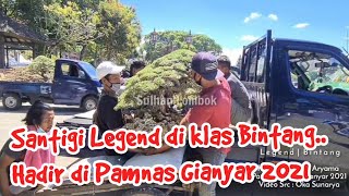 Penurunan Bonsai Santigi Kelas Bintang Di Kontes Gianyar 2021