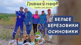 Поход за грибами 10 сентября белые, подберы, подосиновики, польские.