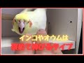 噛み癖は僕だけのせいじゃない！荒鳥のしつけを考える【オカメインコのきなこ】