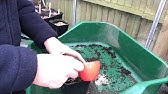 Clematis seed saving - YouTube