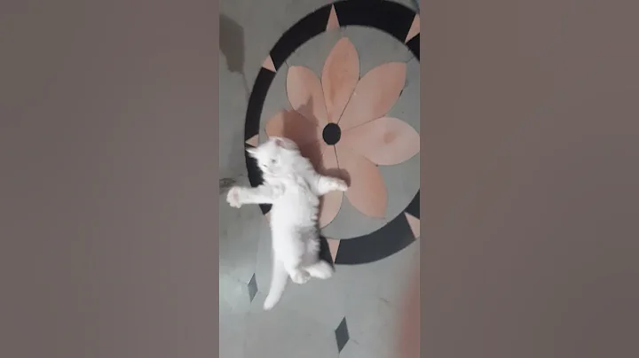 Video 578501: persian cat male, doll face male kitten