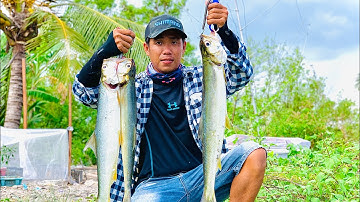 Câu cá măng thiên nhiên cà mau | đụng độ bầy cá mắn khủng santo gê quá