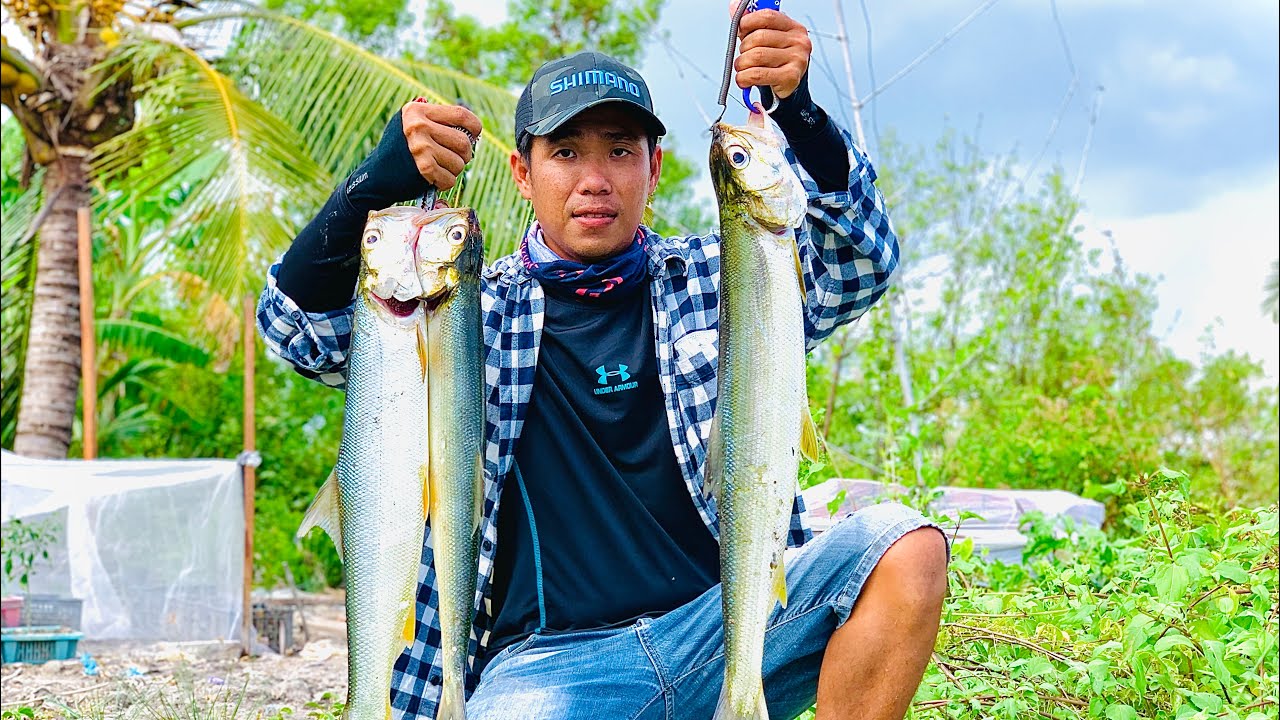 Câu cá măng thiên nhiên cà mau | đụng độ bầy cá mắn khủng santo gê quá