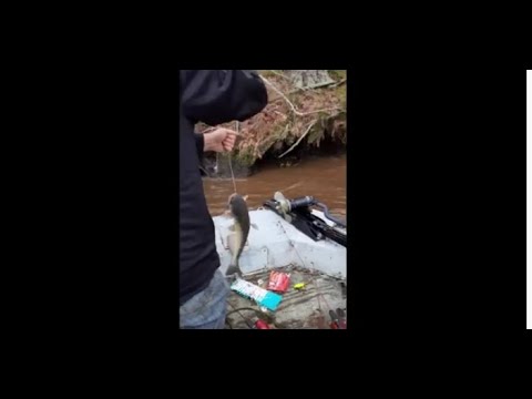 Bush Hooking Catfish in North Florida - Southern Fried Fishing