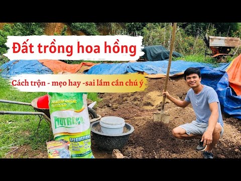 Video: Thông tin về hoa hồng phủ đất - Tìm hiểu về cách trồng hoa hồng phủ đất