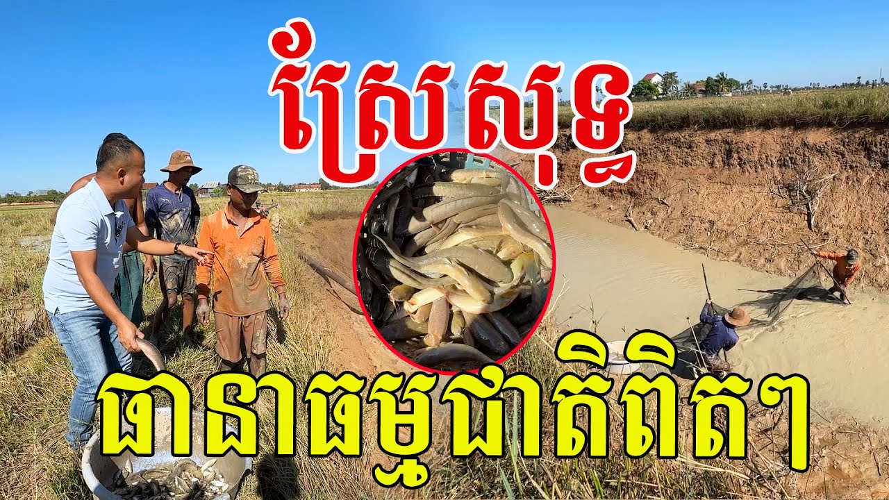 ស្រែសុទ្ធ ធានាធម្មជាតិពិតៗ ឃើញចឹងខ្វារក