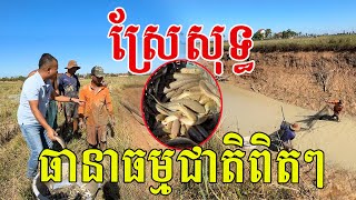 Download Lagu ស្រែសុទ្ធ ធានាធម្មជាតិពិតៗ ឃើញចឹងខ្វារក MP3