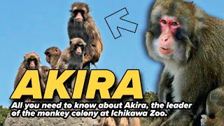 The Truth About Akira: Why He’s the Ultimate Alpha Male At Monkey Mountain Ichikawa City Zoo!!
