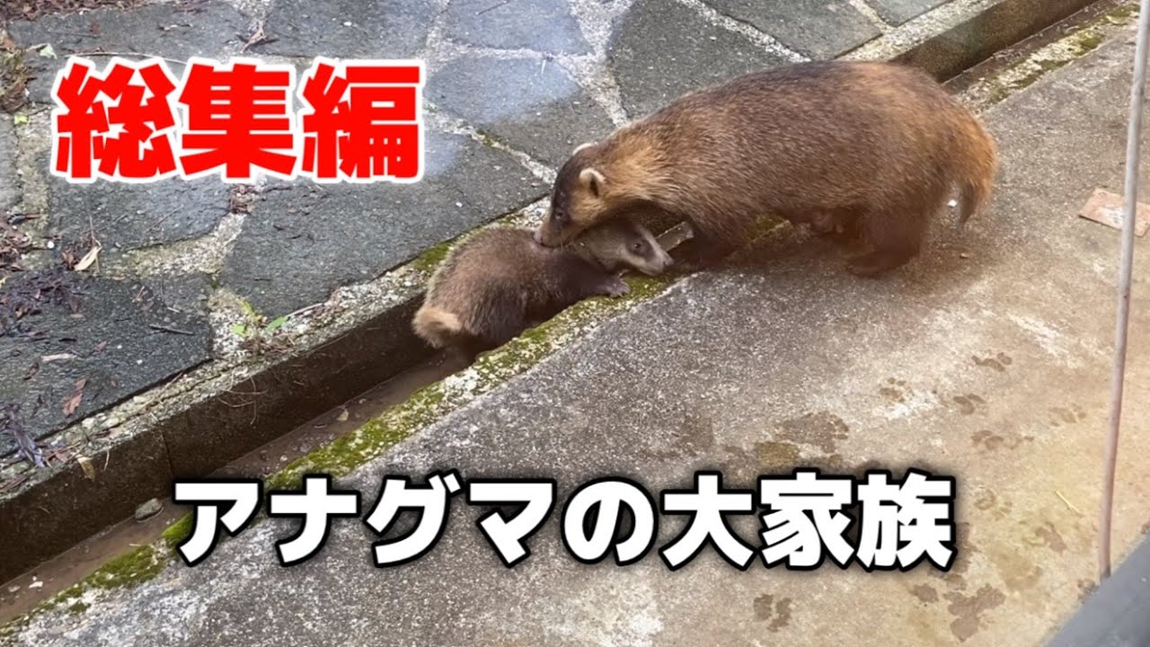 【アナグマ】野生のアナグマ家族が実家に住み着いた！