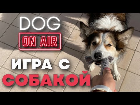 Разбираю вашу игру с собакой 🎙️ Прямой эфир с ошибками со щенком 🐩 Команды и упражнения в игре 🐕