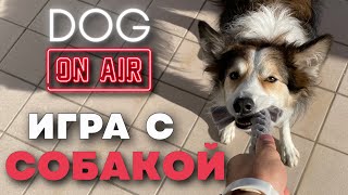 Разбираю вашу игру с собакой 🎙️ Прямой эфир с ошибками со щенком 🐩 Команды и упражнения в игре 🐕