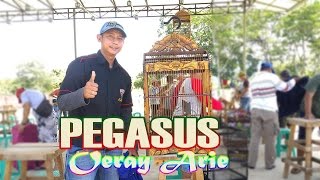 Download Lagu Kapas Tembak Juara 1 Buka Ekor+Ngisi \ MP3
