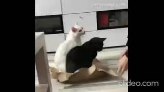 Hilarious Cat Viral Videos | Ultimate Cat Compilation 2019