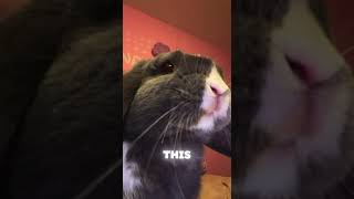 A filming day of monroes bunny marshal #bunny #pov #autocaptions