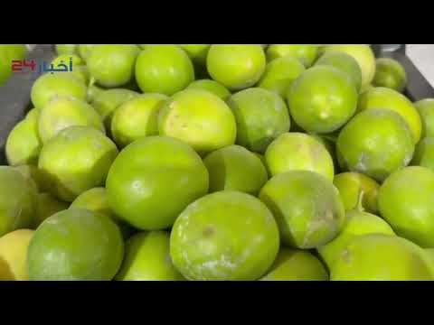 عصر الليمون الحساوي عادة صيفية متوارثة تتميز بها الأحساء