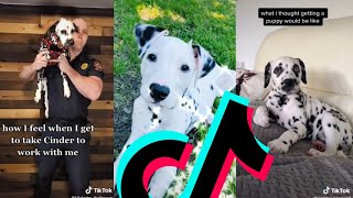 Most Amazing Dalmatian TikTok Compilation | Dogs Of TikTok