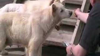 Rescued from a Puppy Farm, then from a pound by nusinov 11,133 views 15 years ago 7 minutes, 54 seconds