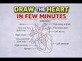 How to Draw and Label the Human Heart step by step | Double Circulatory System Explained