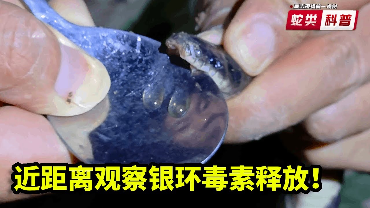 银环蛇为何是咬死人最多的蛇，神经毒素不可忽视，近距离观察毒素释放全过程！【户外蛇哥科普】 - YouTube