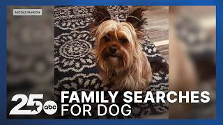 Killeen family searches for dog after shelter transferred him before owners could reclaim him