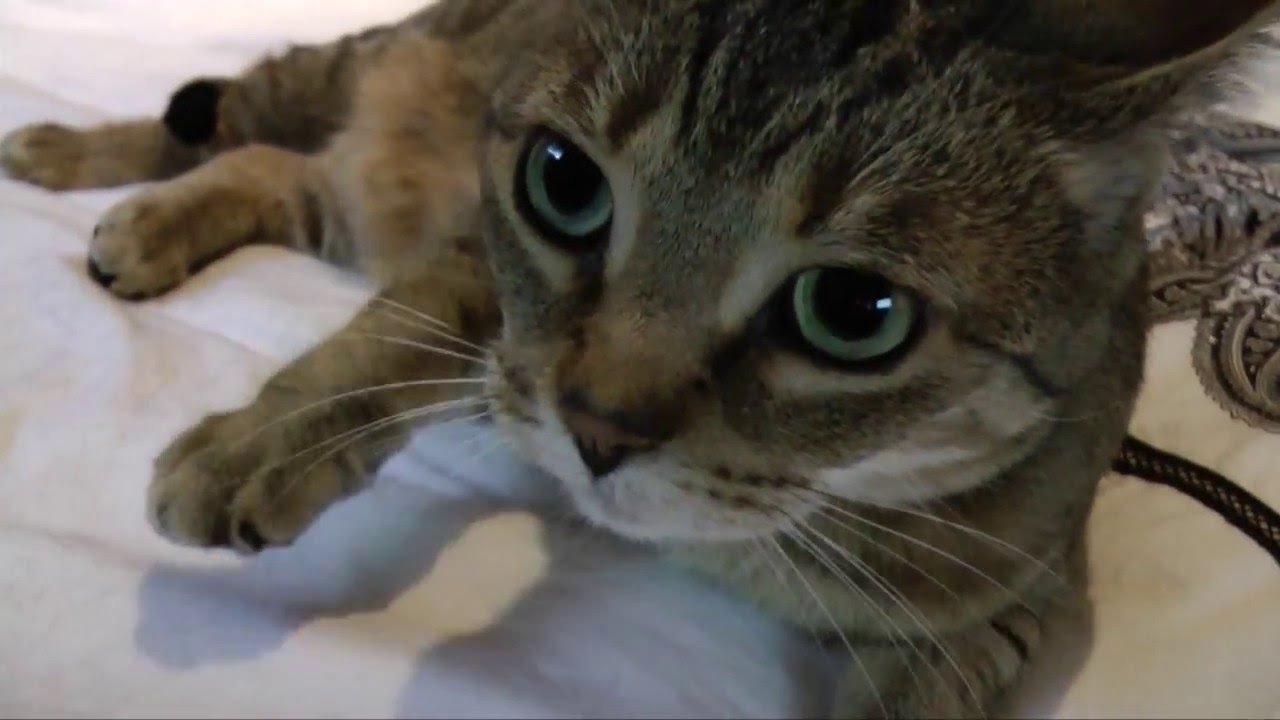 My Cute Cat Rolling Around on My Bed YouTube
