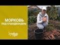 Морковь. Как  получить самый большой урожай.