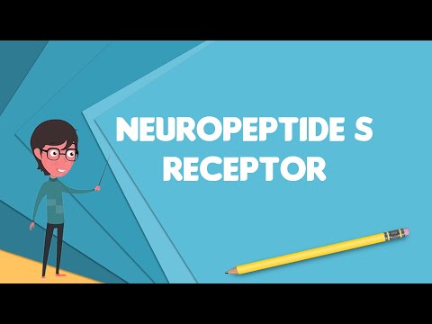 Video: Sekvenčná Kaskáda Iniciovaná Neuropeptidmi S Sprostredkovaná Receptormi OX 1, NK 1, MGlu 5 A CB 1: Kľúčová úloha Pri Stresom Indukovanej Analgézii