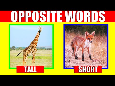 Let's learn the opposite word in English for kids, preschool and kindergarten. Subscribe to Kiddopedia channel for more English vocabulary videos for you → https://kiddopedia.page.link/sub...