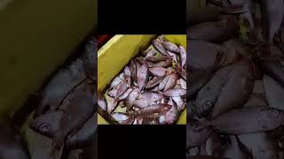 SEAFOOD PROCESSING PLANT WORK | OKHA PROCESSING PLANT | INDIAN FISHERIES