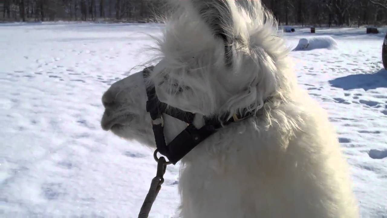 Hard Rock's Blanco - juvenile llama hums during leading lessons
