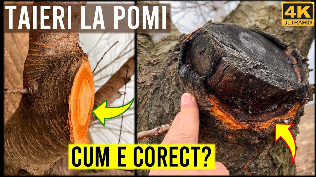 Cum se taie un pom inalt?