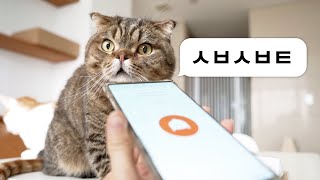 What a Shock! Translation Says… My Cats Don’t Appreciate Me! (ENG SUB)